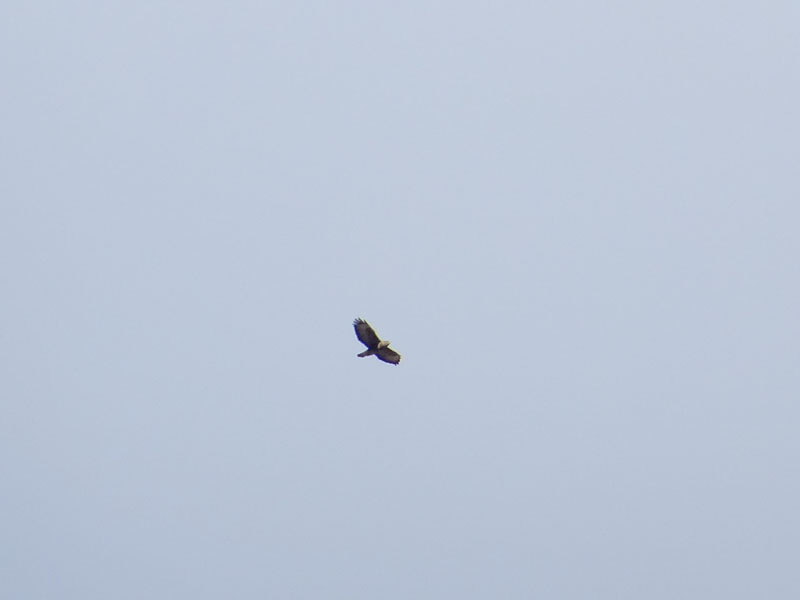 Poiana ?...s: Buteo buteo - Accipitridae